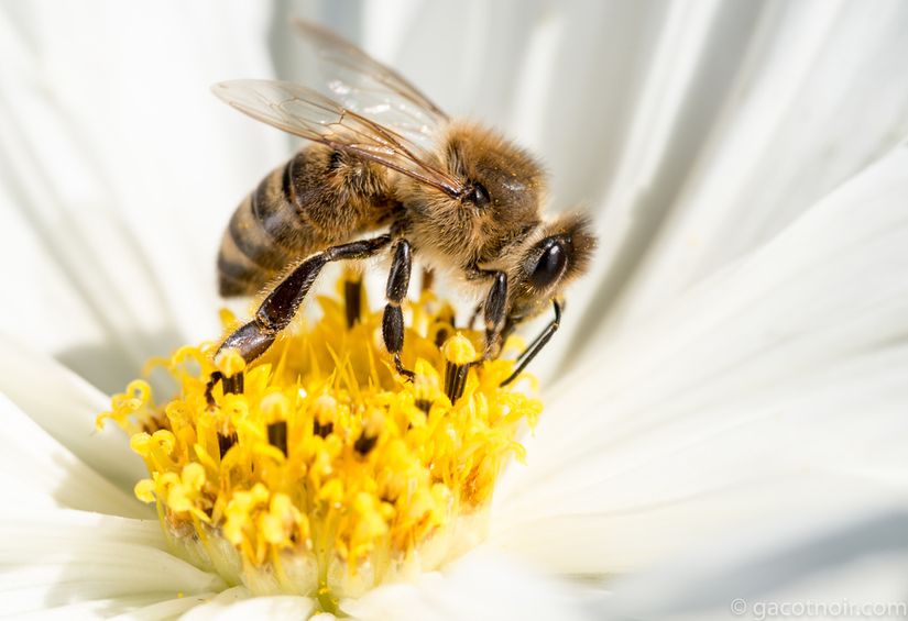 Avrupa Bal Arısı (Apis mellifera)