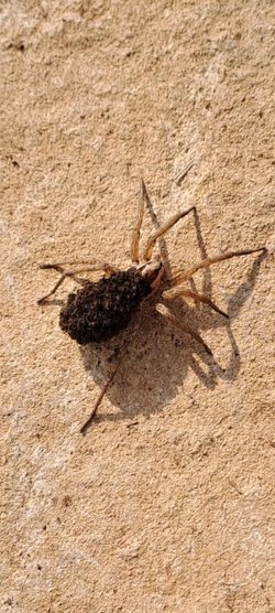 Görseldeki örümceği Diyarbakır'da çektim. Sanırım sırtındakiler yavruları. Hangi tür olduğunu bilen var mı?