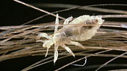 Bit Genleri Antik İnsanlık Tarihine Dair İpuçları Sunuyor.