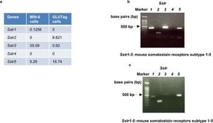 New Insights On Pasireotide-Induced Hyperglycemia Reveal GLP-1 Superiority