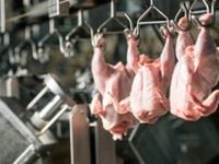 Argentina volverá a exportar carne aviar a China | Económicas Bariloche