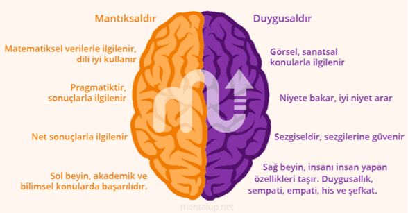 beynin sağ ve sol lobu üzerine