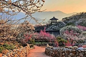 South Korea Welcomes Spring With Plum Blossom Festivals