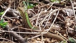 Trakya kertenkelesi (Podarcis tauricus)