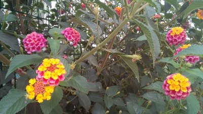 Ağaç mineleri (Lantana)