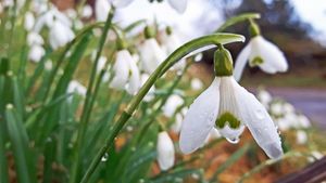 Unexpected January Blooms Of Snowdrops Dazzle Kursk Residents