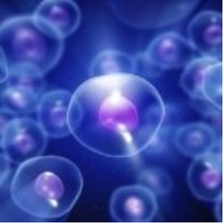 Yeni Bir Biyoloji Kuralı Evrim ve Yaşlanmaya İlişkin Kavrayışı Genişletiyor!