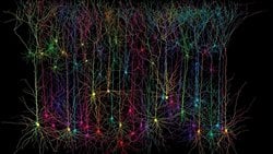 Kapta Üretilen "Beyin", Canlı Bir Bilgisayar ve Otomatik Pilot Gibi Davranıyor!