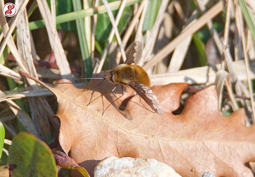 Dinlenme pozisyonunda bir yetişkin, Zonguldak/Esenköy.
