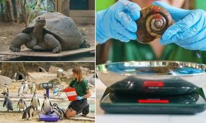 Whipsnade And London Zoos Weigh Thousands Of Animals