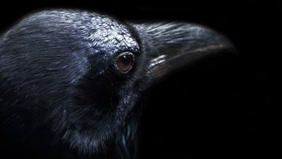 Karga Zekası, Yabancı Bir Zekayı Anlamamızda Anahtar Olabilir!