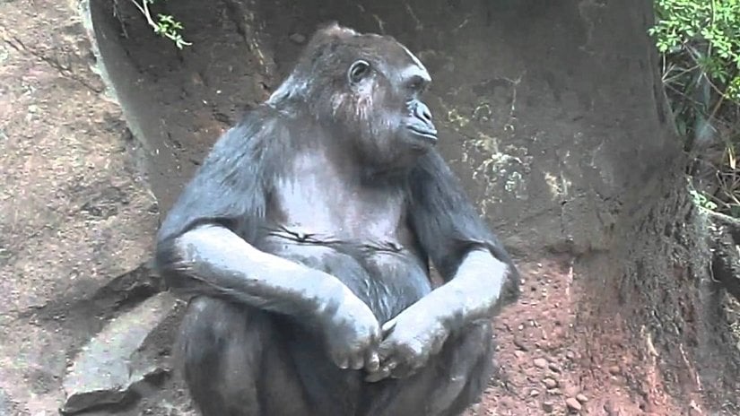 Dişi goriller parmaklarıyla mastürbasyon yaparlar.