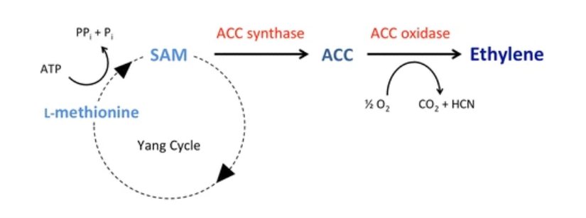 Bitkilerde iki aşamalı etilen biyosentez yolu; Genellikle hız sınırlayıcı adım olan ilk kararlı basamakta ACC, ACS enzimi tarafından SAM'den sentezlenir. SAM, metiyonin döngüsünün "Yang döngüsünde" metiyoninden üretilir (Shang Fa Yang ve 1970'lerde etilen biyosentez yolunu aydınlatan meslektaşlarının adını almıştır). İkinci aşamada ACC, ACO enzimi tarafından etilene dönüştürülür.