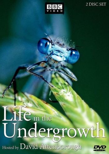 Life in the Undergrowth