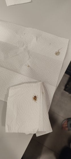 Sizce peçetedeki sıvı zehir mi?