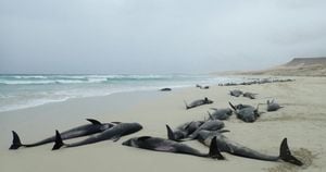 Mass Dolphin Deaths Mystify Somalia's Puntland Region