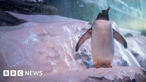 Protesters Demand Release Of Penguins From London Aquarium