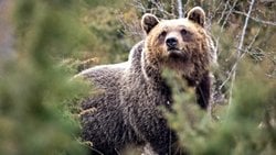 İnsanlara Yakın Yaşamak, Ayıların Genlerini ve Davranışlarını Etkiliyor Olabilir!