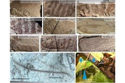 165 Milyon Yıl Önce Jura Ormanları Nasıl Ses Çıkarıyordu? Bilim İnsanları Ötleği Çığrıklarını Yeniden Yarattı.