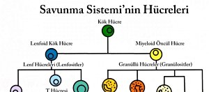 Savunma Sistemi Hücrelerinin Evrimi