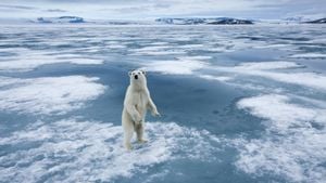 Man Protects Wife From Polar Bear Attack