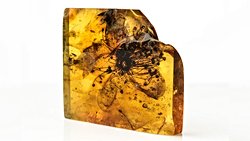 Kehribar İçinde Korunmuş Olağandışı Büyük Fosilleşmiş Çiçek Tanımlandı