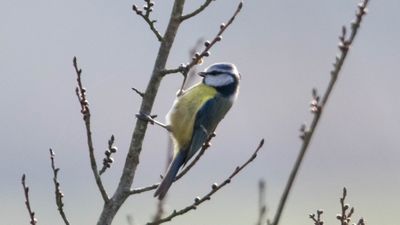 Mavi baştankara (Cyanistes caeruleus)