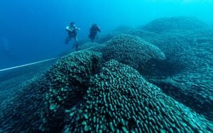 Scientists Discover The Pacific's Largest Coral