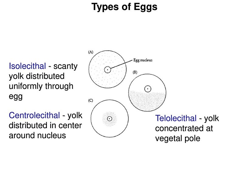 Yumurta sarısının (yolk) sitoplazmaya göre dağılım özelinde gruplar