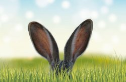 Duyular - 3: Duyma (İşitme) ve Ses Çıkarma (Vokalizasyon)