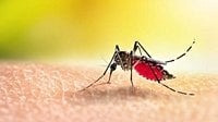 Mosquito bite warning after rise in chikungunya cases in travellers returning to UK
