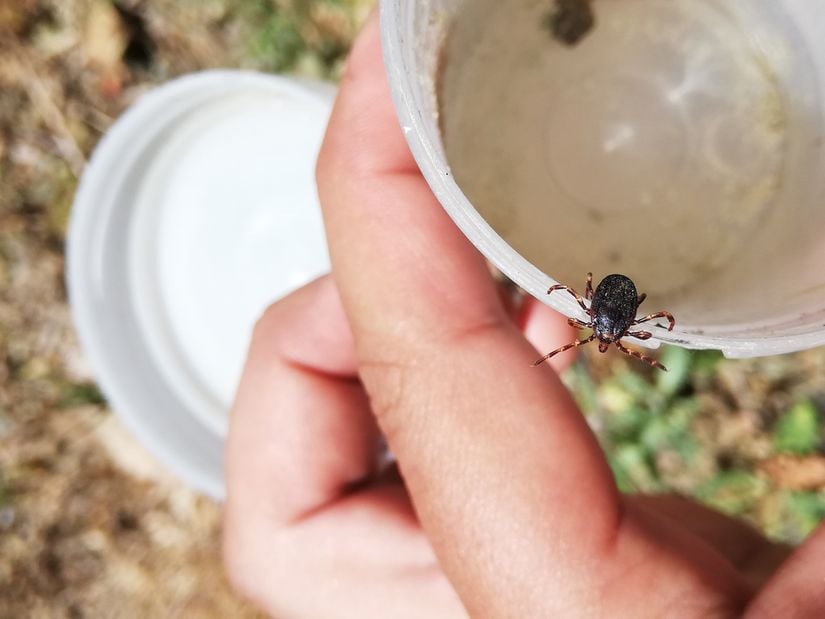 Hyalomma marginatum türü kenede arama davranışı.