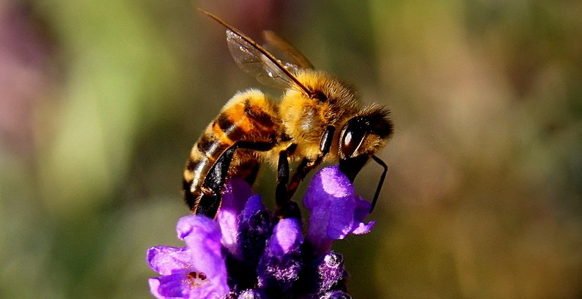 Honey Bee Pollinating Lavender