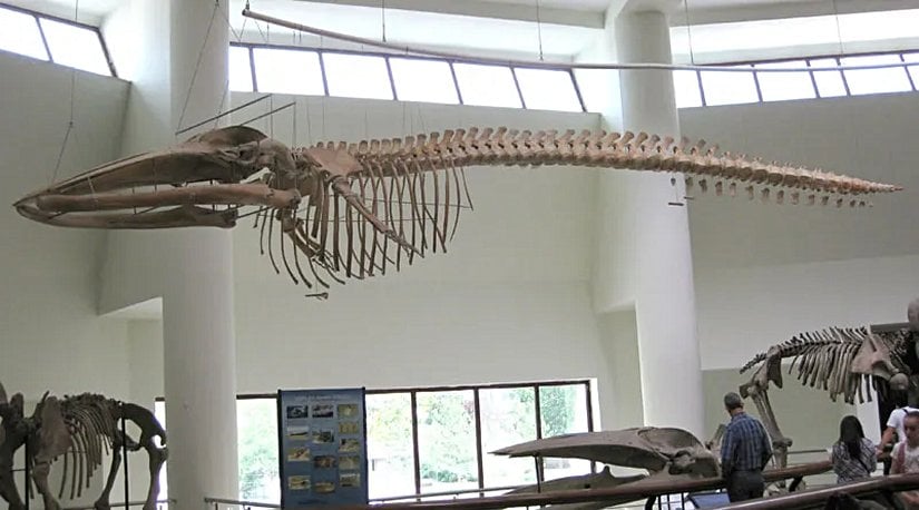 Ankara'daki MTA Doğa Tarihi Müzesi'ndeki balina iskeletinde de körelmiş pelvis kemikleri görülmektedir.