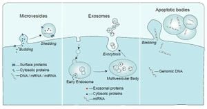 Emerging Insights On Marine Gene Transfer Via Nanoparticles