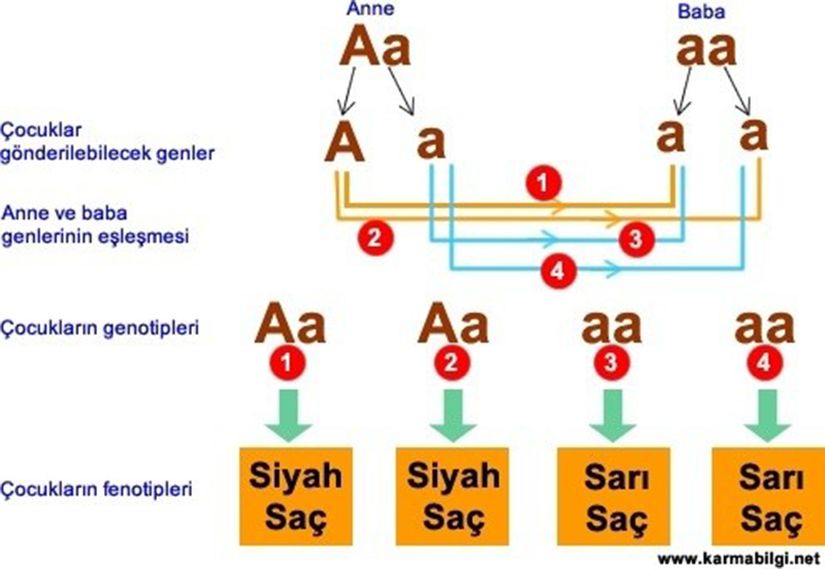 Ebeveynlerin genotipi (genetik özellikleri) biliniyorsa -ki dışarıdan bakarak bilmek çoğu zaman imkansızdır-, yavruların genleri hesaplanabilir. Burada, Mendel Genetiği dahilinde yapılan bir çaprazlama görülüyor. Buna göre, Aa (1 baskın, 1 çekinik) bir anne ile aa (2 çekinik) saç rengi aleline sahip ebeveynlerin yavruları %50 ihtimalle siyah (baskın), %50 ihtimalle sarışın (çekinik) oluyor. Fakat izah ettiğimiz gibi, bu modelleme doğru değildir. Saç rengi, tek bir alel çiftine (A ve a) bağlı bir genetik özellik değildir.