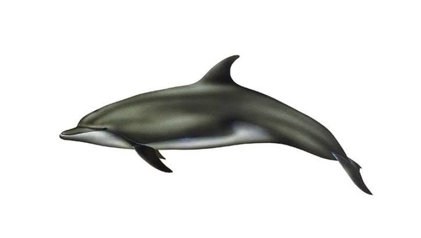 Tursiops truncatus