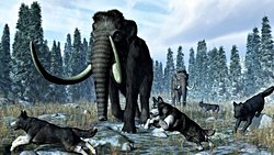 Modern İnsanın Kurtlarla Birlikte Avlanması Neandertallerin Sonunu Mu Getirdi?