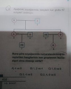 Hangi kan grubunda homozigot olma olasılığı nedir?