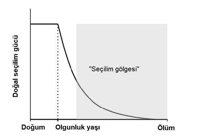 Görsel 2: Yaşın bir işlevi olarak seçilim gücü. Seçilimin sağkalım ve/veya üreme üzerine ne denli etkili olduğunun ölçümü demek olan “doğal seçilim gücü ya da kuvveti” yaşın bir fonksiyonu olarak etkisini kaybeder. J.B.S. Haldane ve Peter B. Medawar tarafından geliştirilen bu önemli teorik anlayış, daha sonra William D. Hamilton tarafından matematiksel olarak formalize edilmiştir (gösterilmiştir). Renklendirilmiş alanda (“seçilim gölgesi”) seçilim, ileri yaşlara özgü etkileri olan zararlı mutasyonları “göremez” çünkü yaşamın ileri döneminde olumsuz etki yaratan zararlı bir mutasyon, bu mutasyonu taşıyan bireylerin yavrularına yüksek olasılıkla çoktan geçmiş olacaktır ve böylelikle seçilim, böyle bir mutasyonu popülasyondan elemede etkisiz kalacaktır. Seçilimin azalan gücü kavramı, evrimsel yaşlanma teorileri için temel dayanaktır (Görsel 3’e de bakınız).