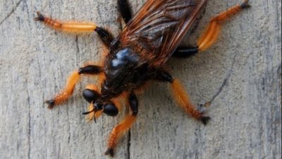 Fas suikastçi sineği (Pogonosoma maroccanum)