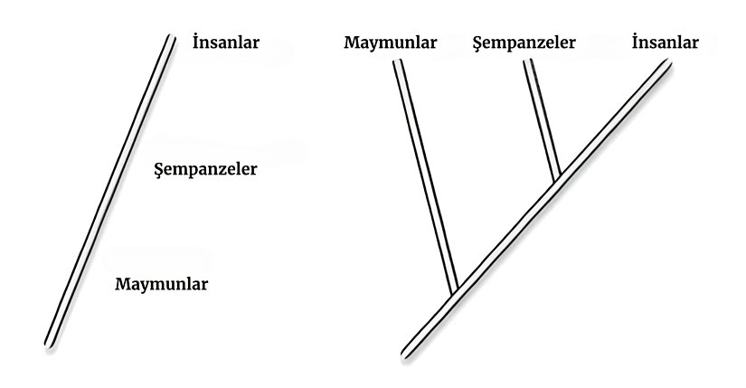Şekil 6. Solda evrimden bahsedildiğinde çoğu insanın zihninde canlanan soy ağacı modelini görüyorsunuz. Fakat bu model yanlıştır. Sağdaki modelde ise gerçekte var olan soy ağacı modelini görüyorsunuz. Evrimde bir canlı, diğer bir canlıya direkt olarak evrimleşmez. Dallanarak farklı soy hatları oluşturur.