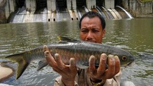 Golden Mahseer Shows Remarkable Thermal Tolerance Amid Climate Change