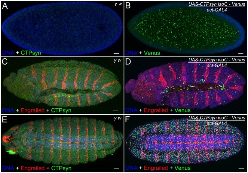 Sinek embriyosunda bölümlendirme mekanizması
