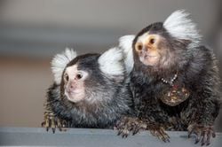 Marmoset Maymunlarının Birbirlerini İsimleriyle Çağırdığı Keşfedildi.