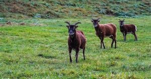 Vets Urge Action As St Kilda Sheep Starve