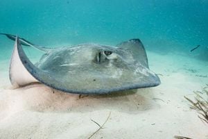 New Study Reveals Active Behavior Of Southern Stingrays At Night