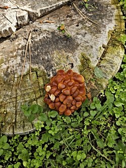 Bu mantarın türü nedir?