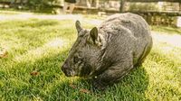 Influencer who sparked outrage by separating baby wombat from mother defends herself