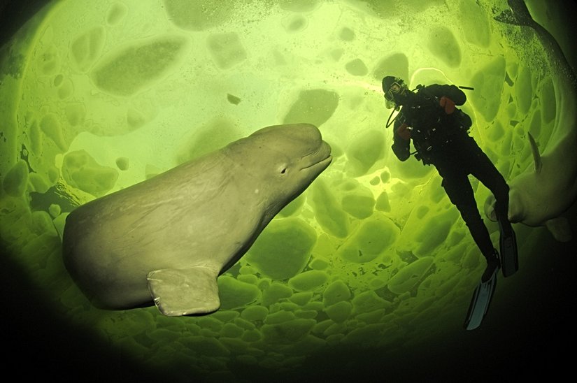 Beluga balinası ve bir dalgıç.